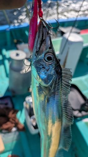 タチウオの釣果