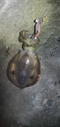 アオリイカの釣果