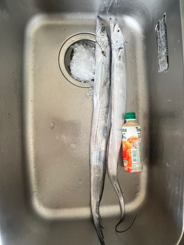 タチウオの釣果