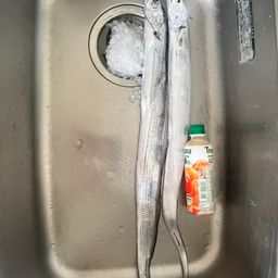 タチウオ