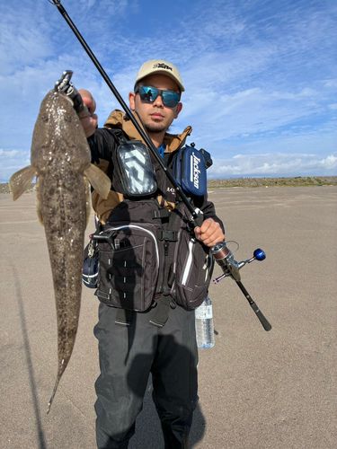 マゴチの釣果