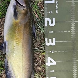 アメリカンキャットフィッシュ