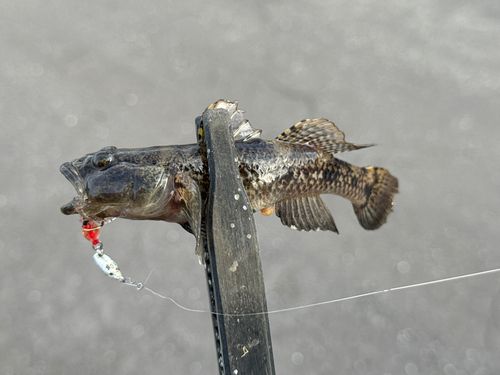 ウロハゼの釣果