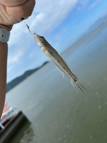 ハゼの釣果