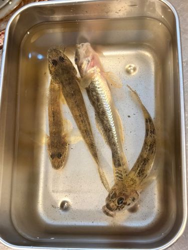 ハゼの釣果