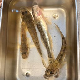ハゼ
