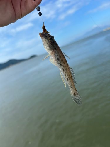 ハゼの釣果