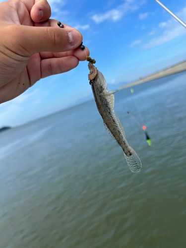 ハゼの釣果
