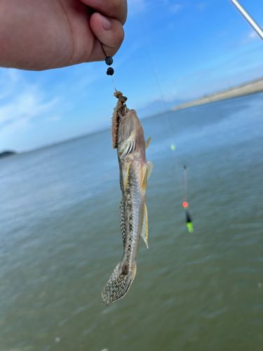 ハゼの釣果