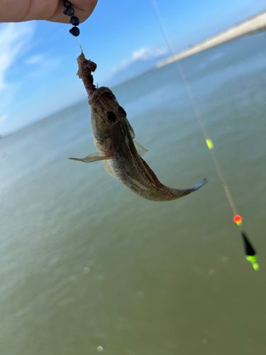 ハゼの釣果
