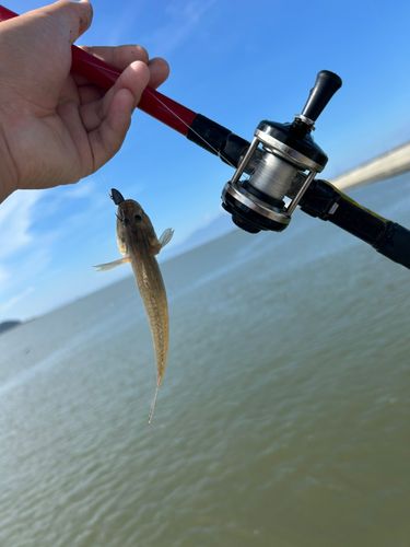 ハゼの釣果