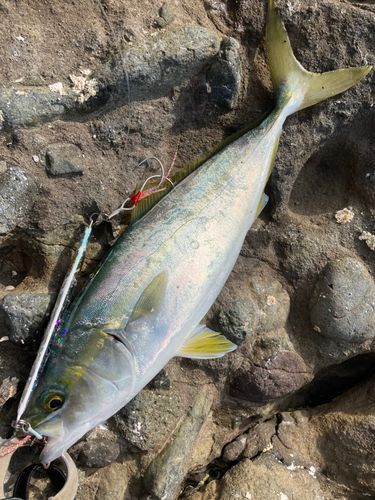 コゾクラの釣果