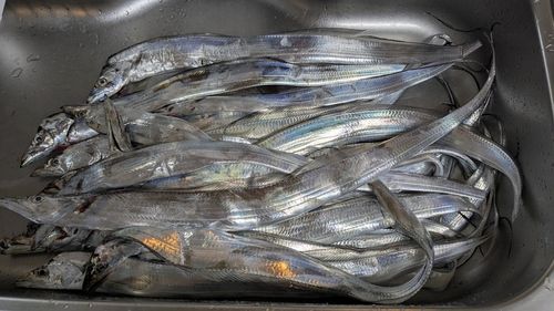 タチウオの釣果