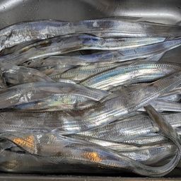 タチウオ