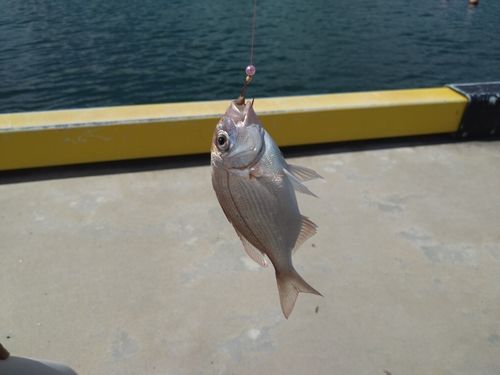 チダイの釣果