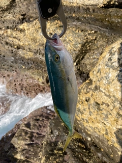 コゾクラの釣果