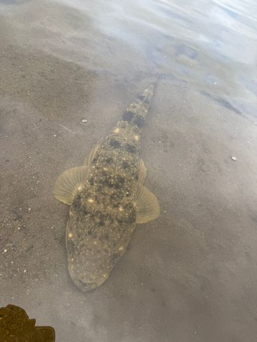 マゴチの釣果