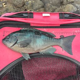 クチブトグレ
