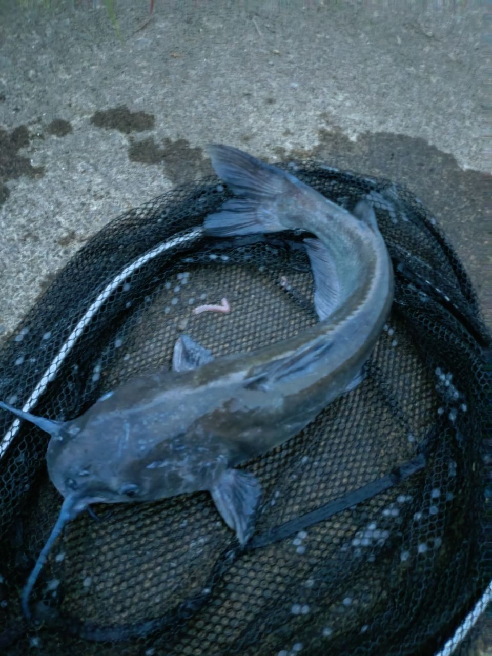 アメリカナマズ