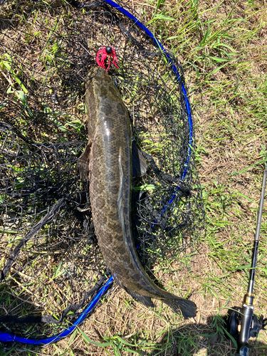 ライギョの釣果