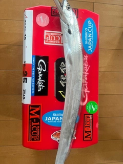 タチウオの釣果