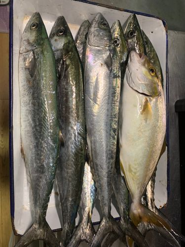 サゴシの釣果
