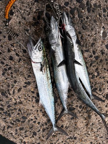 サゴシの釣果