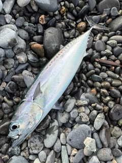 ソウダガツオの釣果