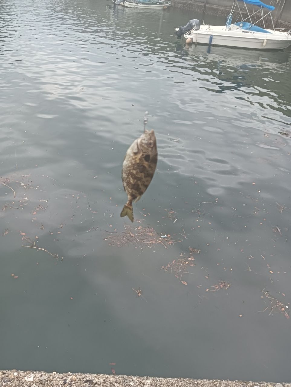 アカササノハベラ