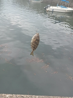 アカササノハベラの釣果