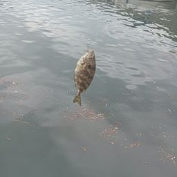 アカササノハベラ