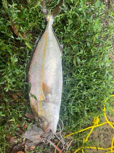 ネリゴの釣果