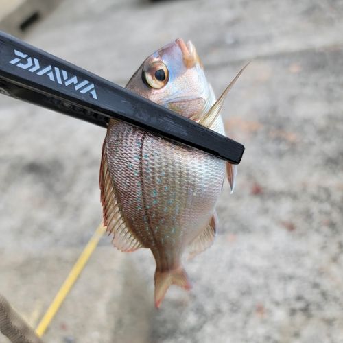 チャリコの釣果