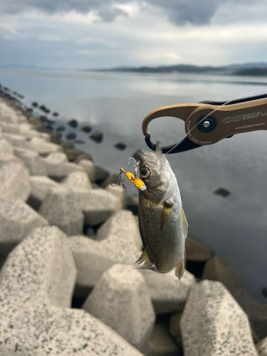 宍道湖