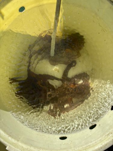 マダコの釣果