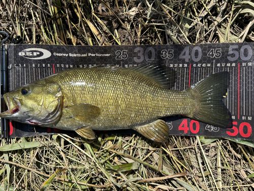 スモールマウスバスの釣果