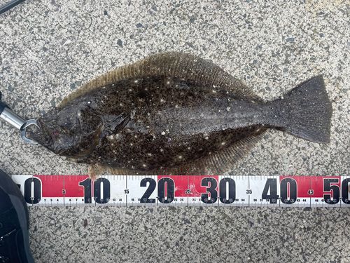 ヒラメの釣果