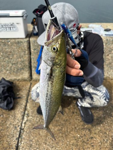 サゴシの釣果