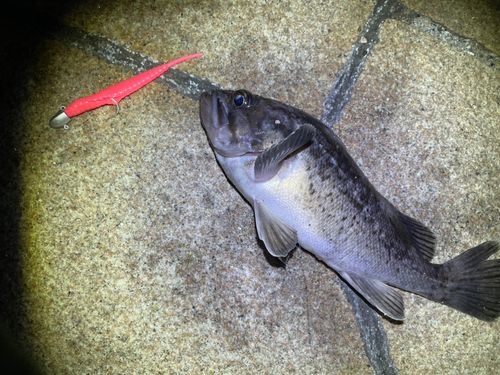 クロソイの釣果