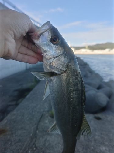 気仙沼湾