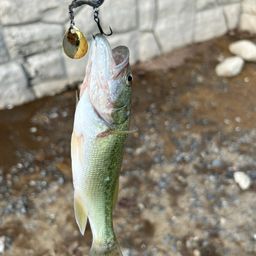 ラージマウスバス