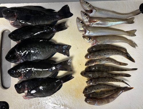 グレの釣果