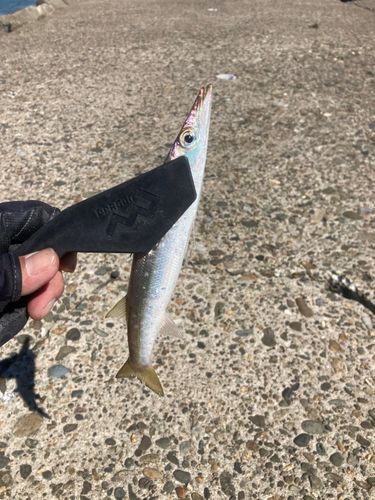 カマスの釣果