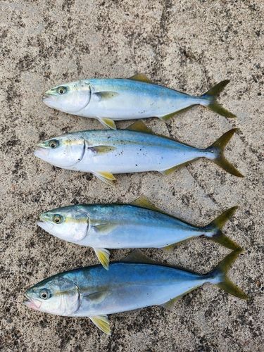 ワカシの釣果
