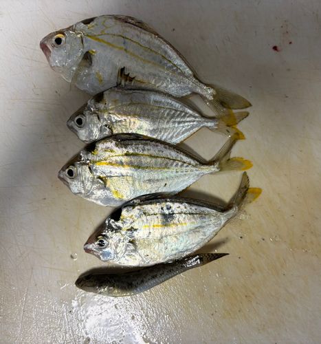 ヒイラギの釣果