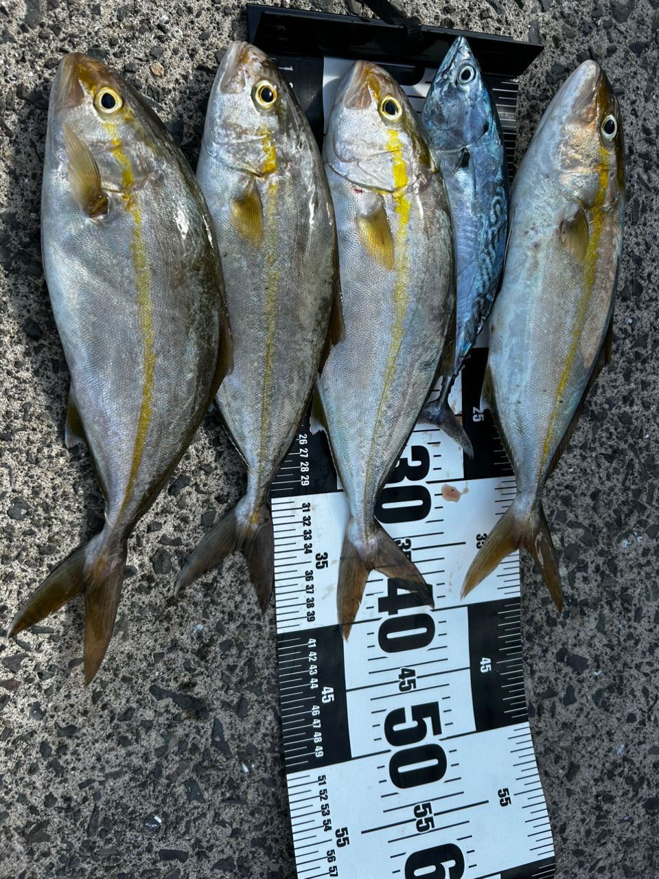 SHIMANO 22サハラ C5000XGの最安値・インプレ・釣果 | 本音の