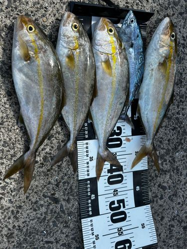 ネリゴの釣果
