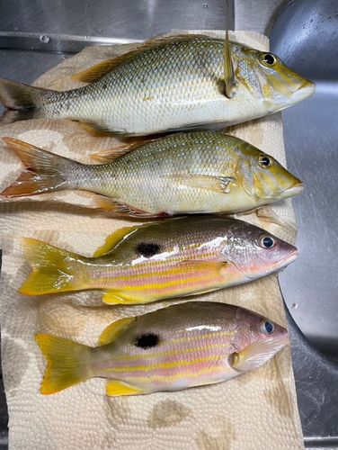 タマンの釣果