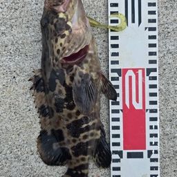 チャイロマルハタ