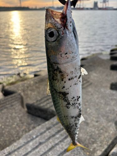 サバの釣果